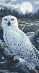(image for) Snippet Snowy Owls